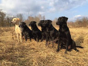 First Buddy glutenfreies Super Premium Hundefutter